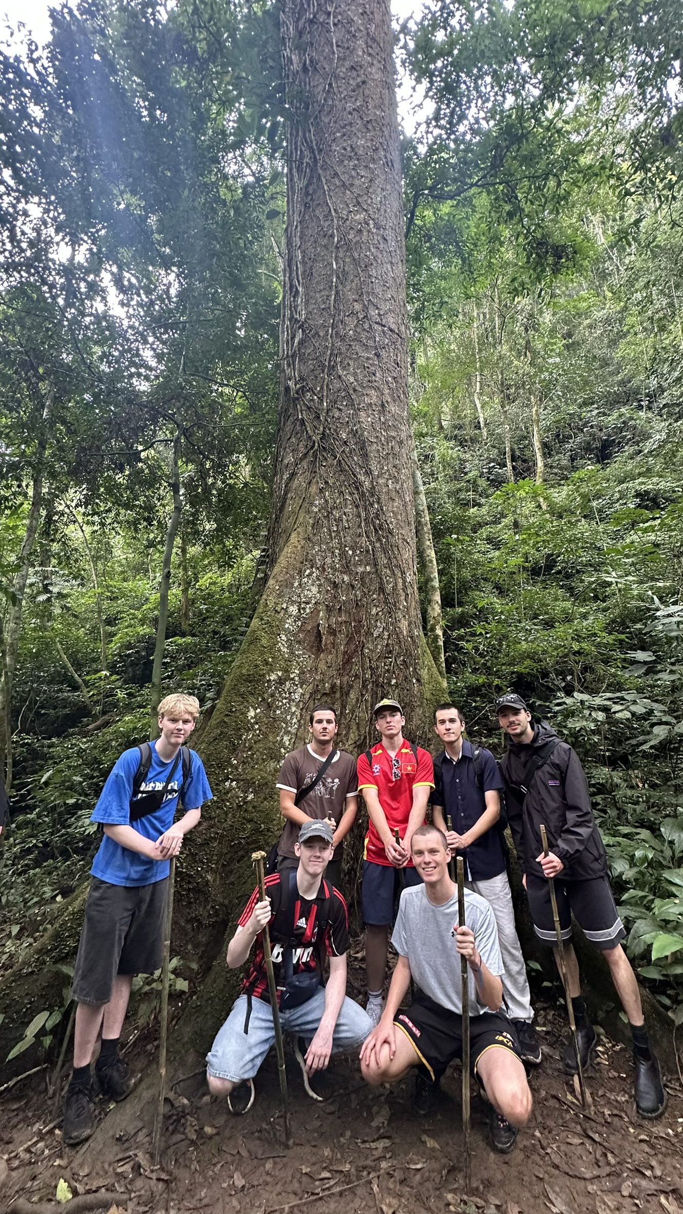 Massive buttress roots of a 1000 year old ancient tree in Cuc Phuong